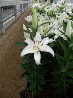 [5299 Cotopaxi No01.JPG]